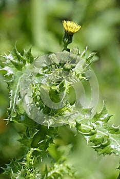 Prickly or Rough Sow-thistle