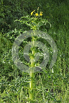 Prickly or Rough Sow-thistle