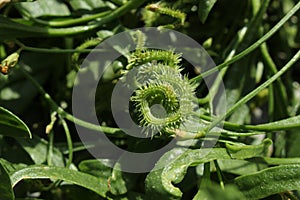 `Prickly Scorpion`s Tail` plant and legume - Scorpiurus Muricatus