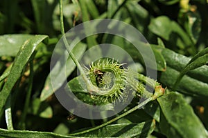 `Prickly Scorpion`s Tail` plant and legume - Scorpiurus Muricatus