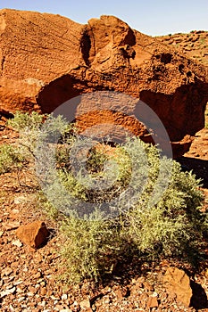 Prickly shrub and red sandstone