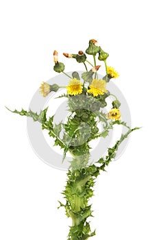 Prickly Sow-Thistle flowers and foliage