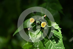 Prickly sow thistle Sonchus asper   1