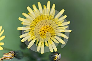 Prickly sow thistle Sonchus asper