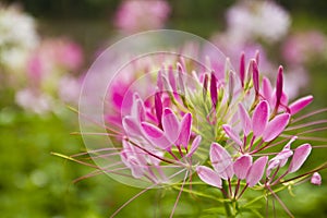 Prickly spider-flower