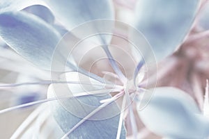 Prickly spider flower