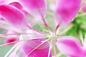 Prickly spider flower