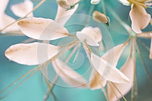 Prickly spider flower