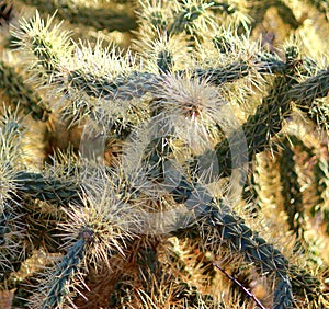 Prickly Spiny green cactus that looks like a man in a cactus suit