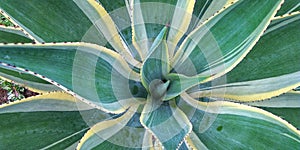 prickly sansevieria flower