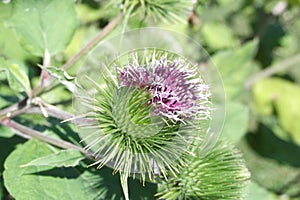 Prickly Thistle