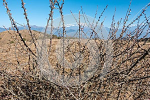 Prickly Thorn Bush