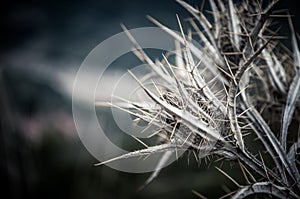 Prickly thorn flower photo