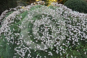 Prickly thrift, or Acantholimon albanicum flowers in a rock garden