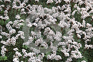 Prickly thrift, or Acantholimon albanicum flowers in a rock garden