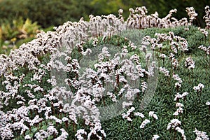 Prickly thrift, or Acantholimon albanicum flowers in a rock garden