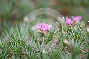 Prickly thrift, Acantholimon calvertii, flowering plant