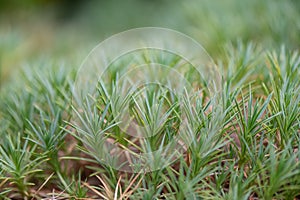 Prickly thrift, Acantholimon calvertii, plant