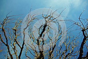 Prickly branches of trees reach up to the blue sky