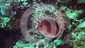 Prickly tube-sponge Callyspongia crassa, the sea sponge is red in the light of an underwater lamp, Egypt