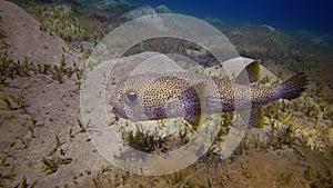 Prickly tube-sponge Callyspongia crassa, the sea sponge is red in the light of an underwater lamp, Egypt