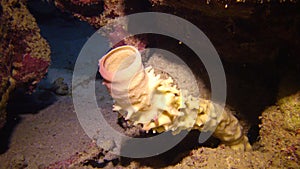 Prickly tube-sponge Callyspongia crassa, the sea sponge is red in the light of an underwater lamp, Egypt Red Sea
