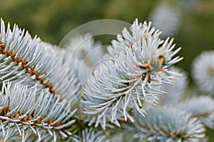 Prickly twig of blue spruce