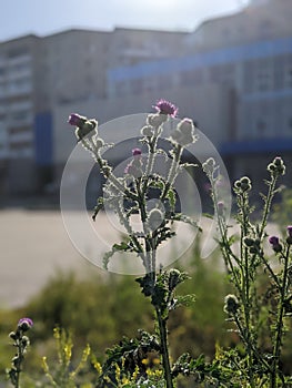 A prickly wild flower in the morning sun. Dawn in the city against the background of prickly weed.