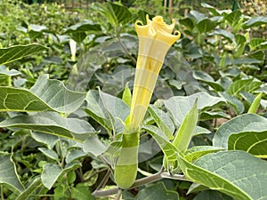 Pricklyburr /Datura innoxia or Datura inoxia `Inka` / Recurved thorn-apple, Downy thorn-apple, Indian-apple, Lovache, /// photo