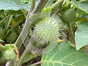 Pricklyburr /Datura innoxia or Datura inoxia `Inka` / Recurved thorn-apple, Downy thorn-apple, Indian-apple, Lovache, /// photo