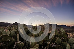 Pricklypear and Sunrise in Big Bend