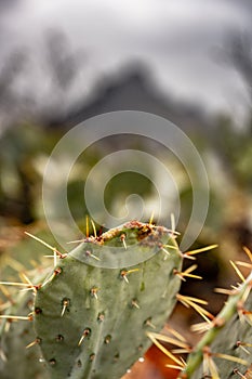 Pricky Pear Cactus Needle Close Up