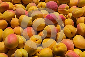 Pricots. Fresh apricot background. Ripe apricots fruit background. Fresh organic apricots close up