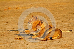 Pride of Africa The Regal Lion