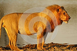 Pride of Africa The Regal Lion