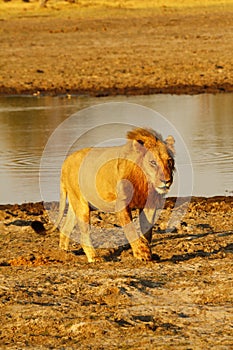 Pride of Africa The Regal Lion