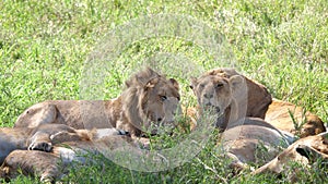 Pride Of African Lions Lies In Shade Of Bush Den Escaping From Heat