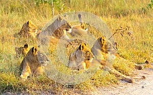 A pride of African Lions relaxing in the grass in a South Africa