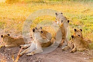 A pride of African Lions relaxing in the grass in a South Africa