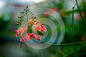 Pride of Barbados Caesalpinia Pulcherrima plant flowers, in Barbados photo