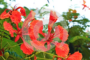 Pride of barbados flower