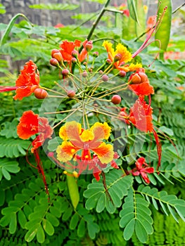 Pride of Barbados flower, red and yellow petals; Close-up view of tropical plant