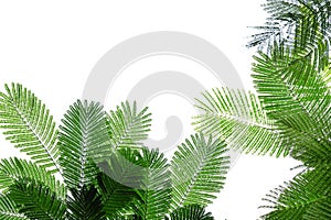 A pride of Barbados trees with leaves branches on white isolated background for green foliage backdrop