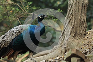 Pride beautiful significant peacock in the jungle