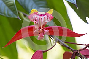 Pride of Burma in flower