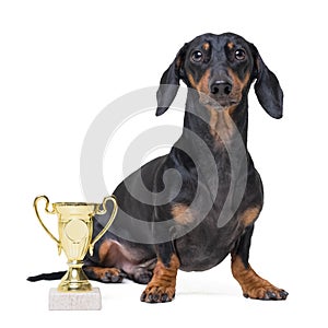 Pride cute and playful winning dog dachshund, black and tan, with trophy cup isolated on white