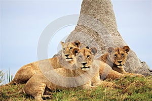 Pride of lion cubs at the Okavango Delta