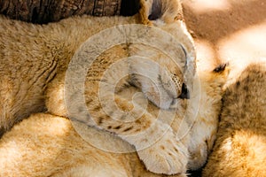 Pride of lion cubs sleeping