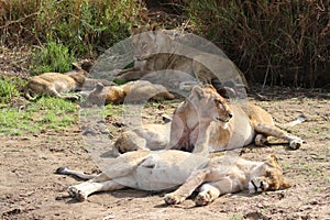 Pride of lion in Kruger National Park