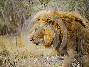 Pride lion walks by in Kruger Nationalpark